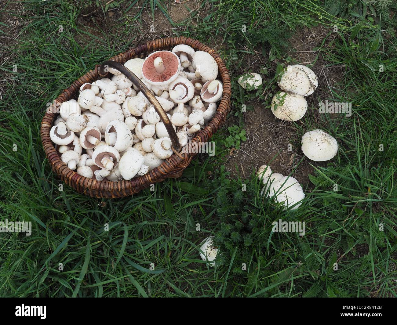 Mushroom basket with meadow mushrooms, mushroom of the year 2018 Stock Photo