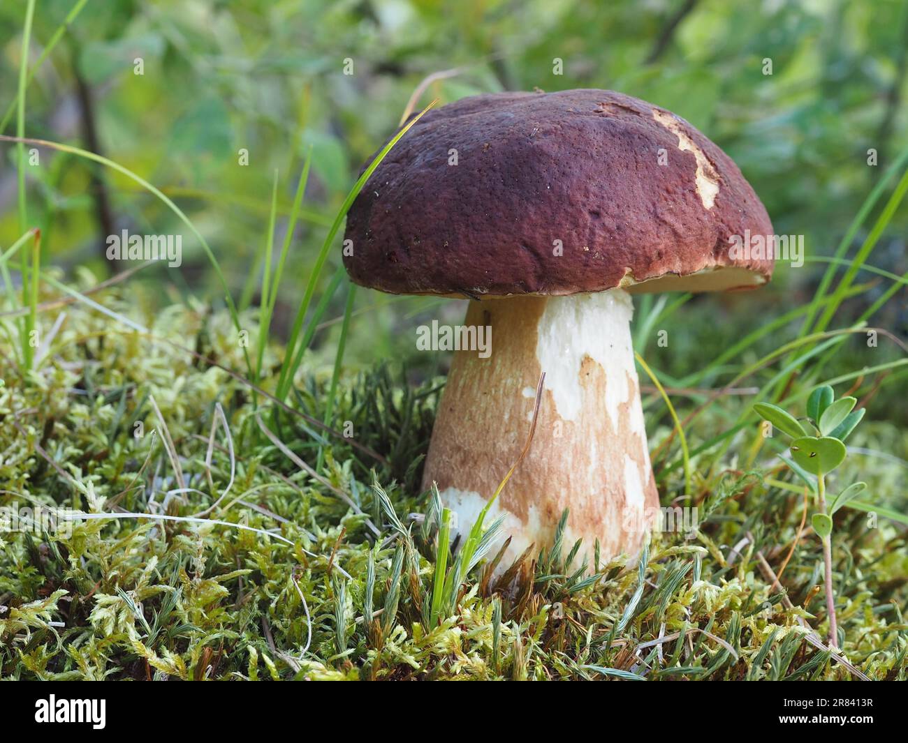 The pine mushroom (Boletus pinophilus) is a mushroom of the genus Thick Boletus Stock Photo