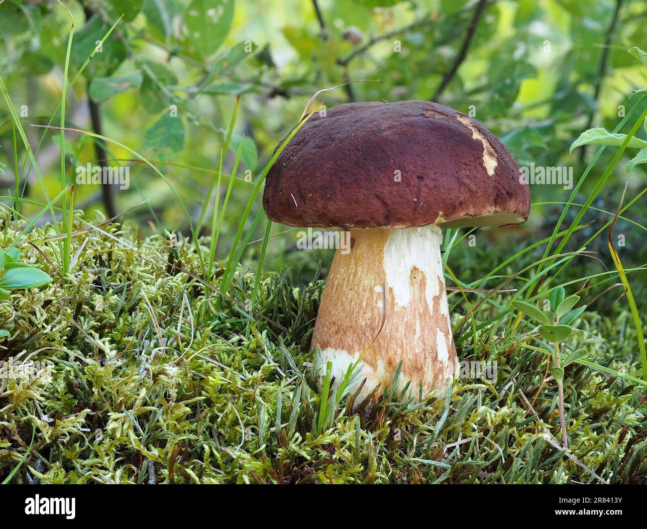 The pine mushroom (Boletus pinophilus) is a mushroom of the genus Thick Boletus Stock Photo