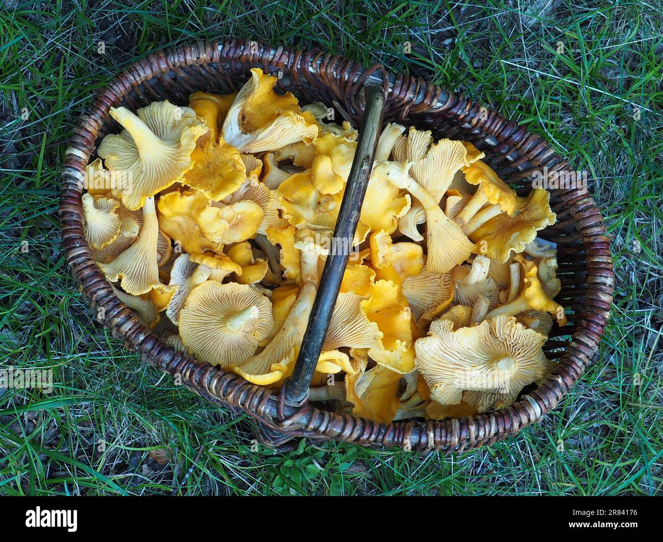 Mushroom basket with chanterelles Stock Photo