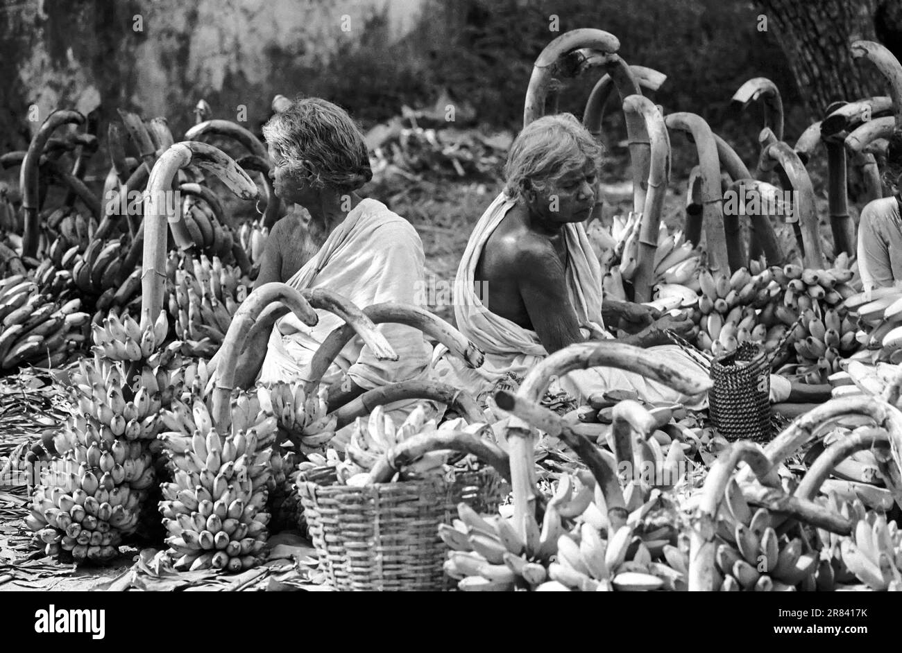 black and white photo, Two old women sitting amidst banana fruits in