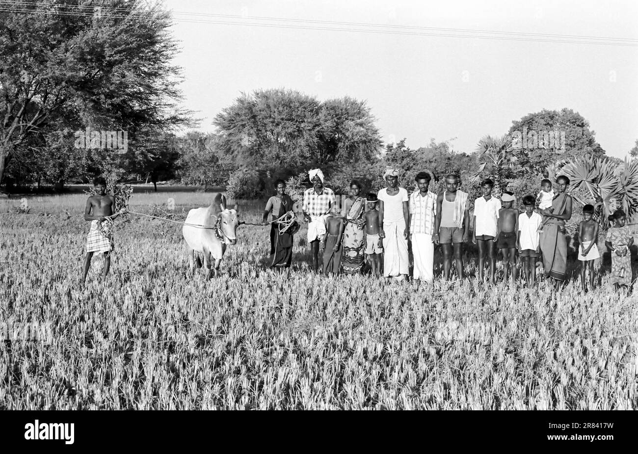black and white photo, Jallikattu bull with owner family, Tamil Nadu