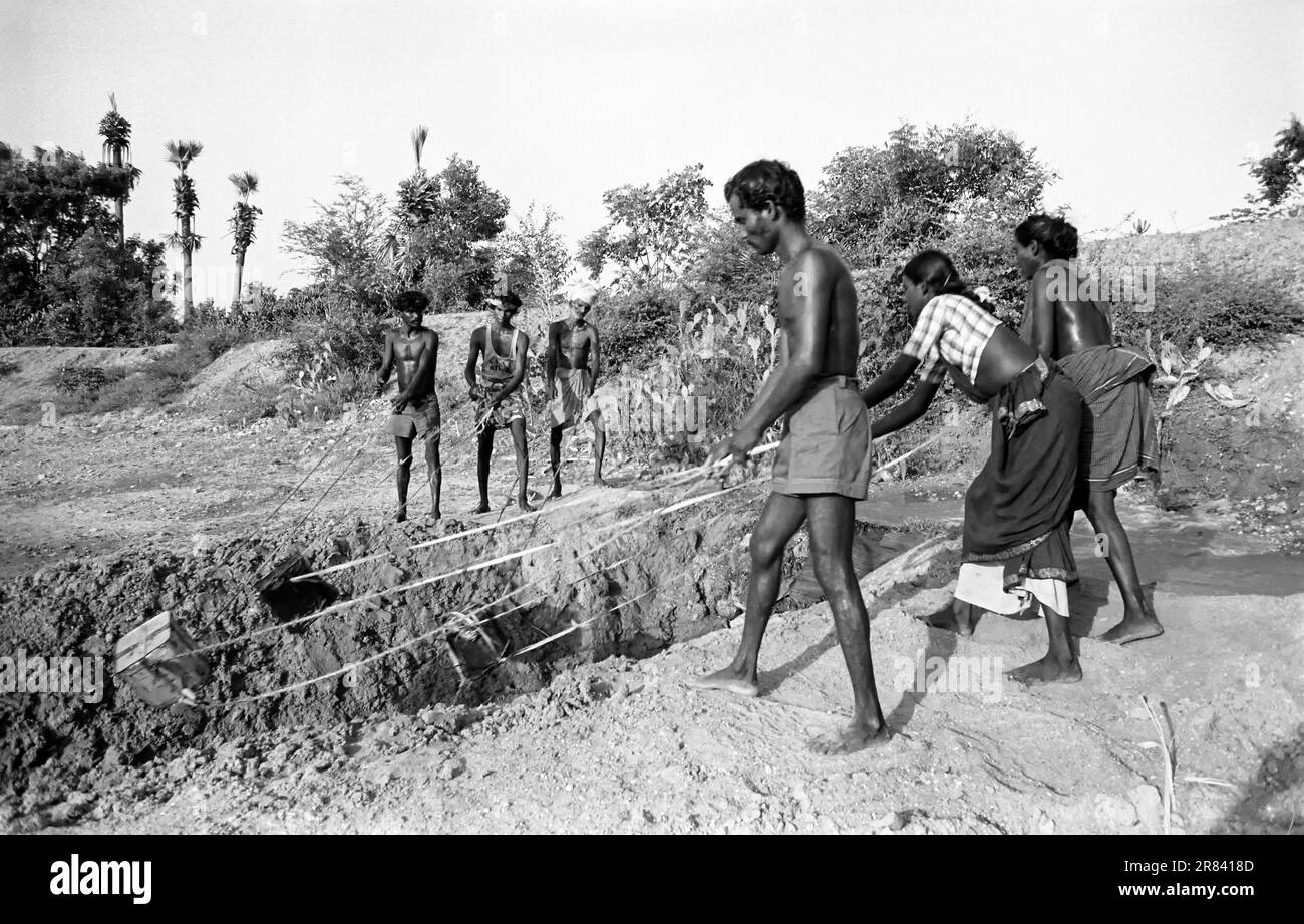 black and white photo, Traditional conventional irrigation with a tin