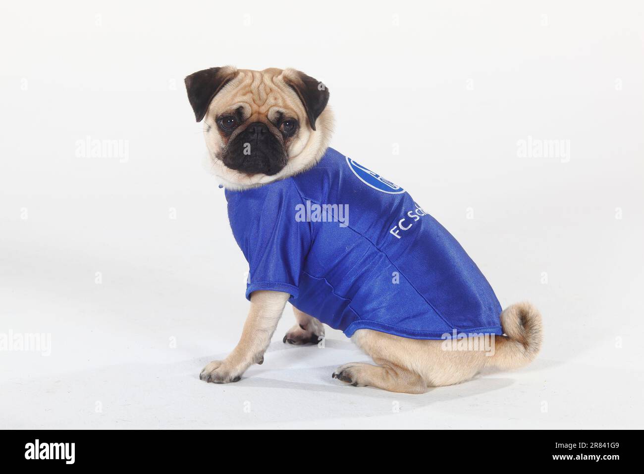 Pug, football jersey, dog clothing, lateral Stock Photo Alamy