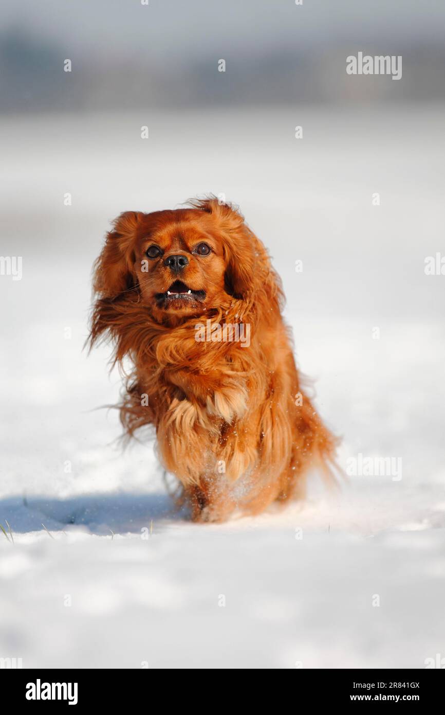 Cavalier King Charles Spaniel, ruby red Stock Photo