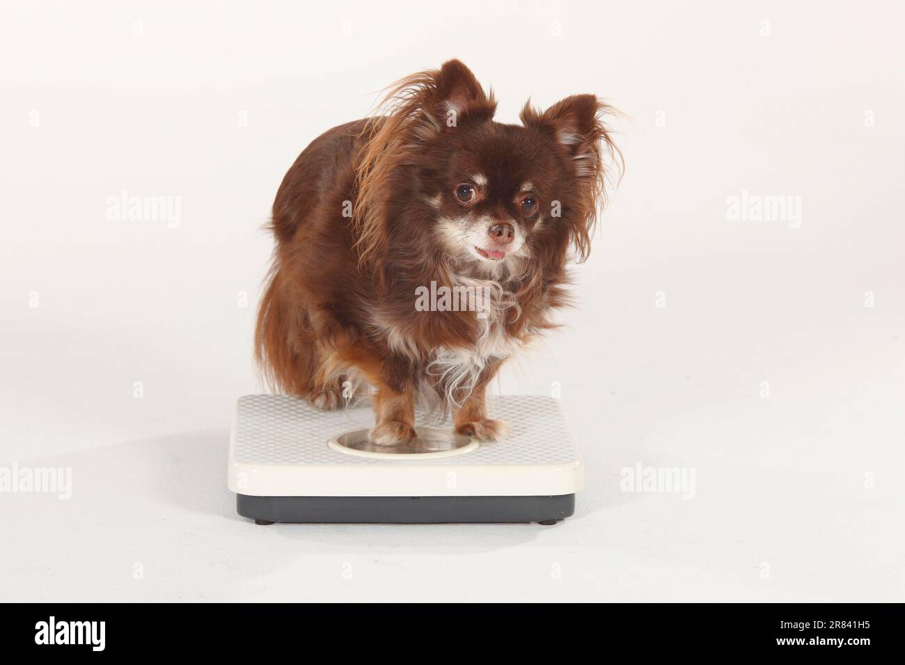 Chihuahua, long-haired, on scales Stock Photo