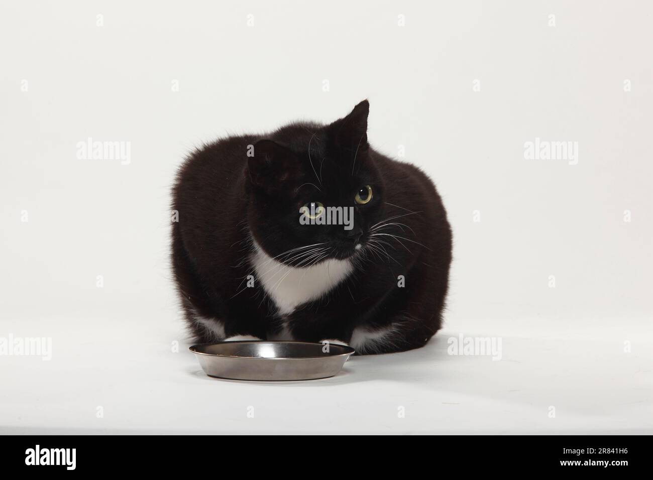 Domestic cat, too fat, food bowl, overweight Stock Photo Alamy