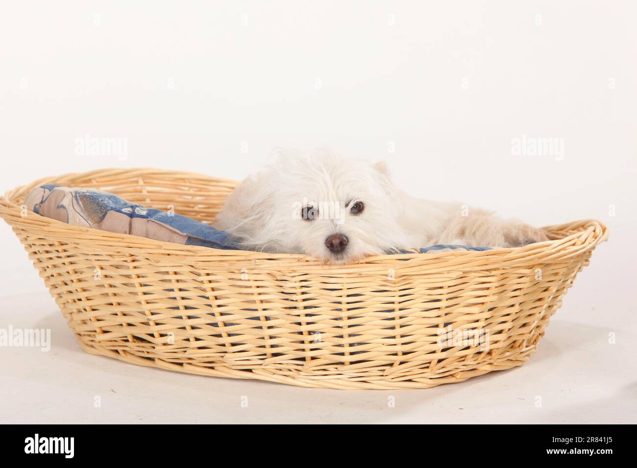 Mixed breed dog in dog basket Stock Photo Alamy