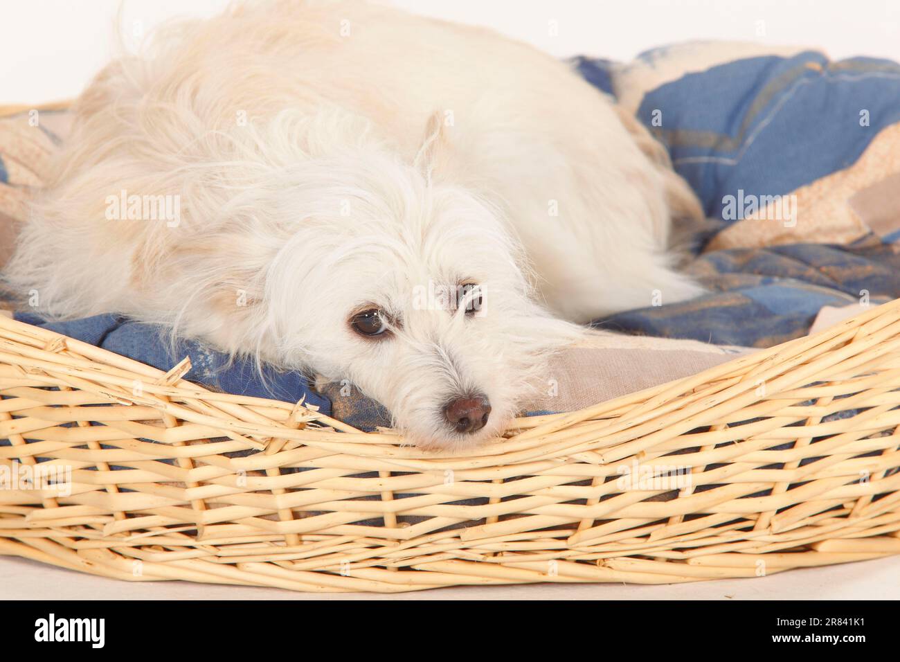 Mixed breed dog in dog basket Stock Photo Alamy