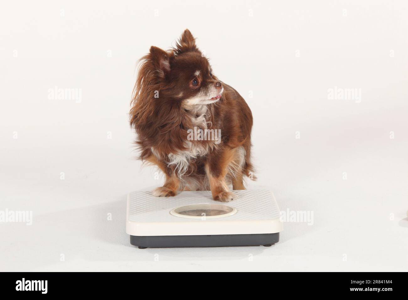Chihuahua, long-haired, on scales Stock Photo