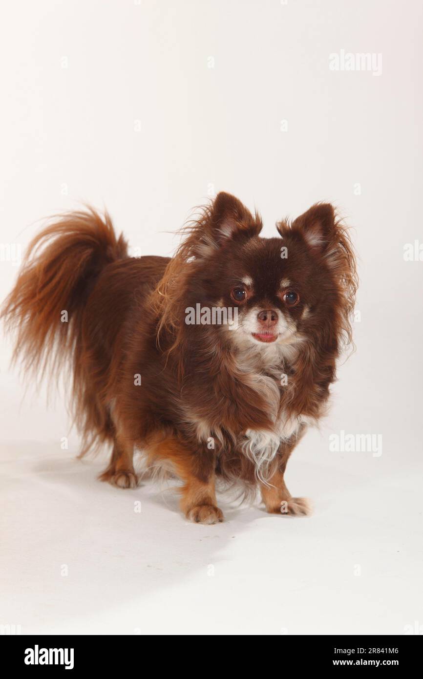 Chihuahua, long-haired Stock Photo