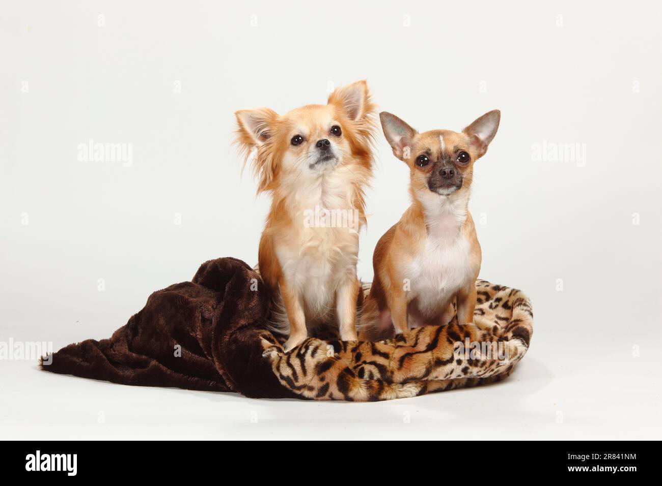 Chihuahuas, longhaired and shorthaired, cuddly blanket Stock Photo