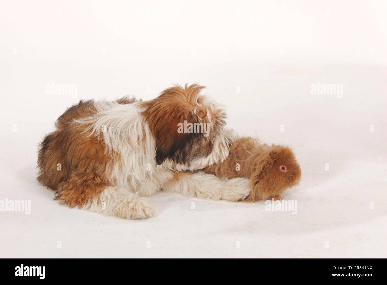 Tibetan terrier, puppy, 4 months, and lunkarya guinea pig, lilac p. e
