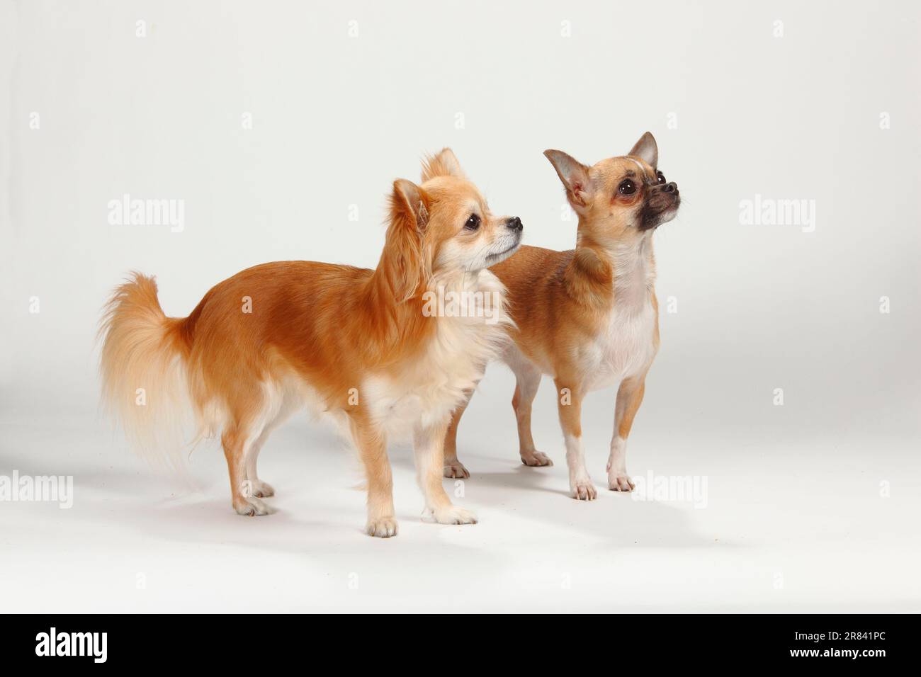 Chihuahuas, shorthaired and longhaired Stock Photo Alamy