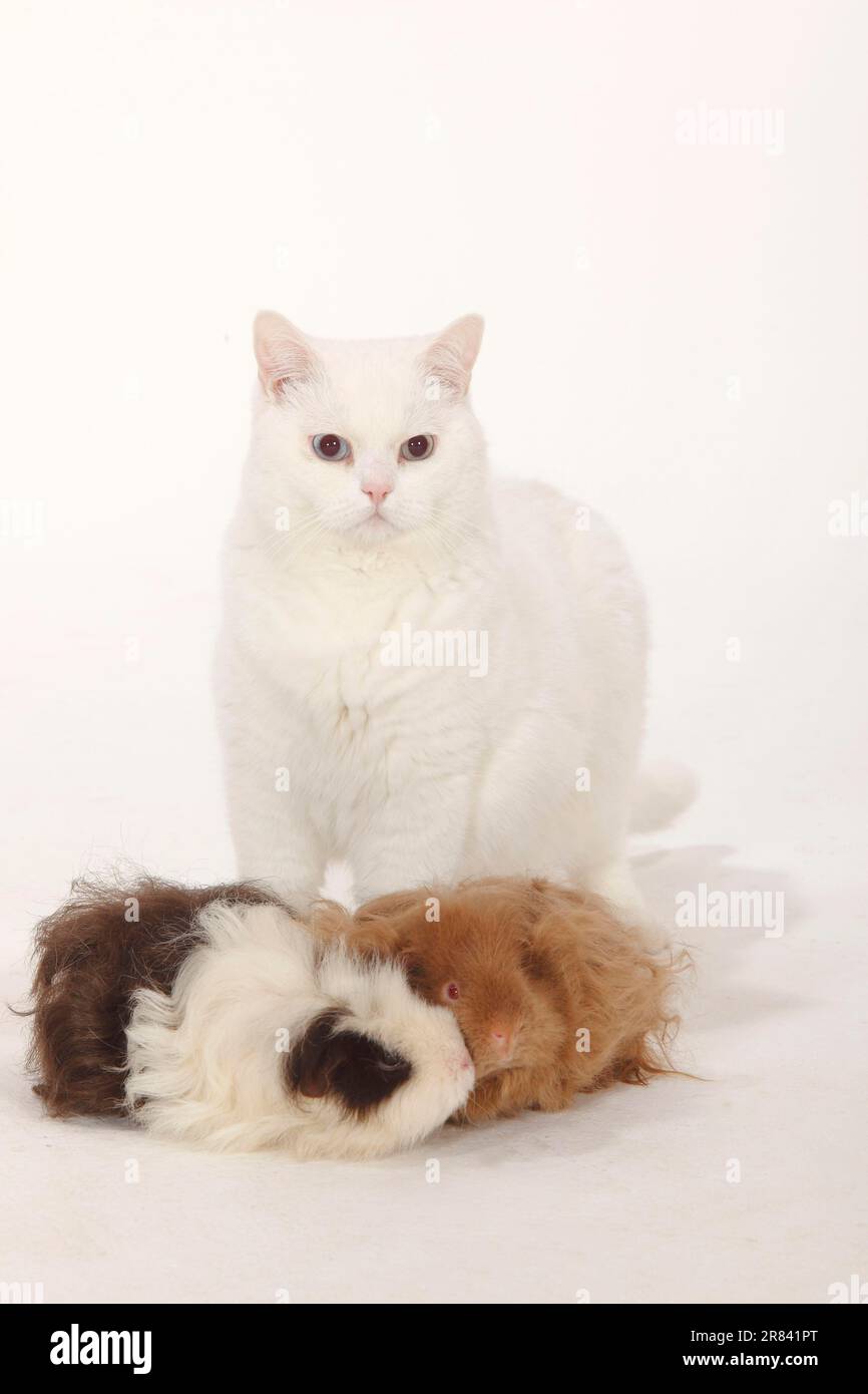 British Shorthair Cat, tomcat, white, blue-eyed, Lunkarya Guinea Pig