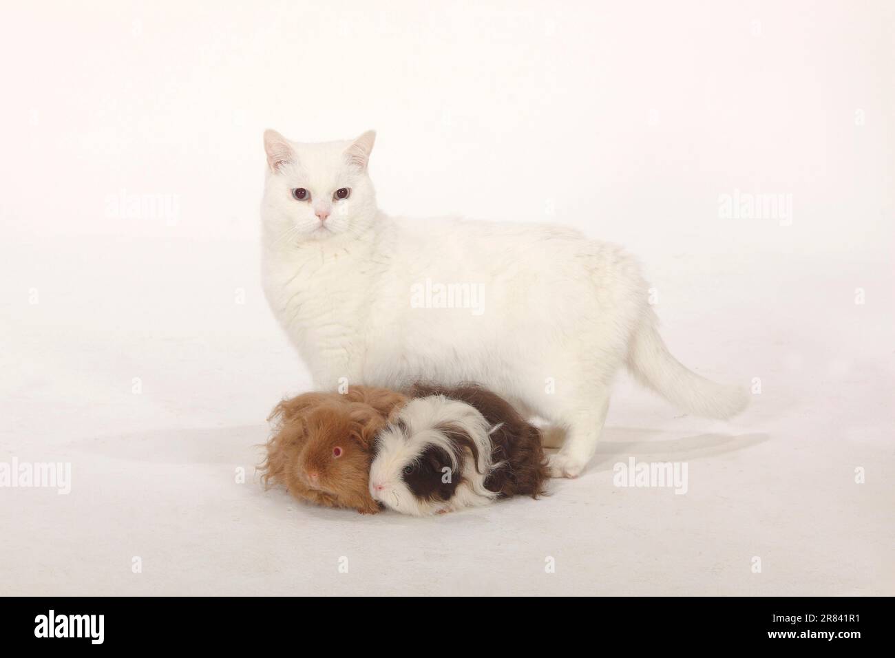 British Shorthair Cat, tomcat, white, blue-eyed, Lunkarya Guinea Pig