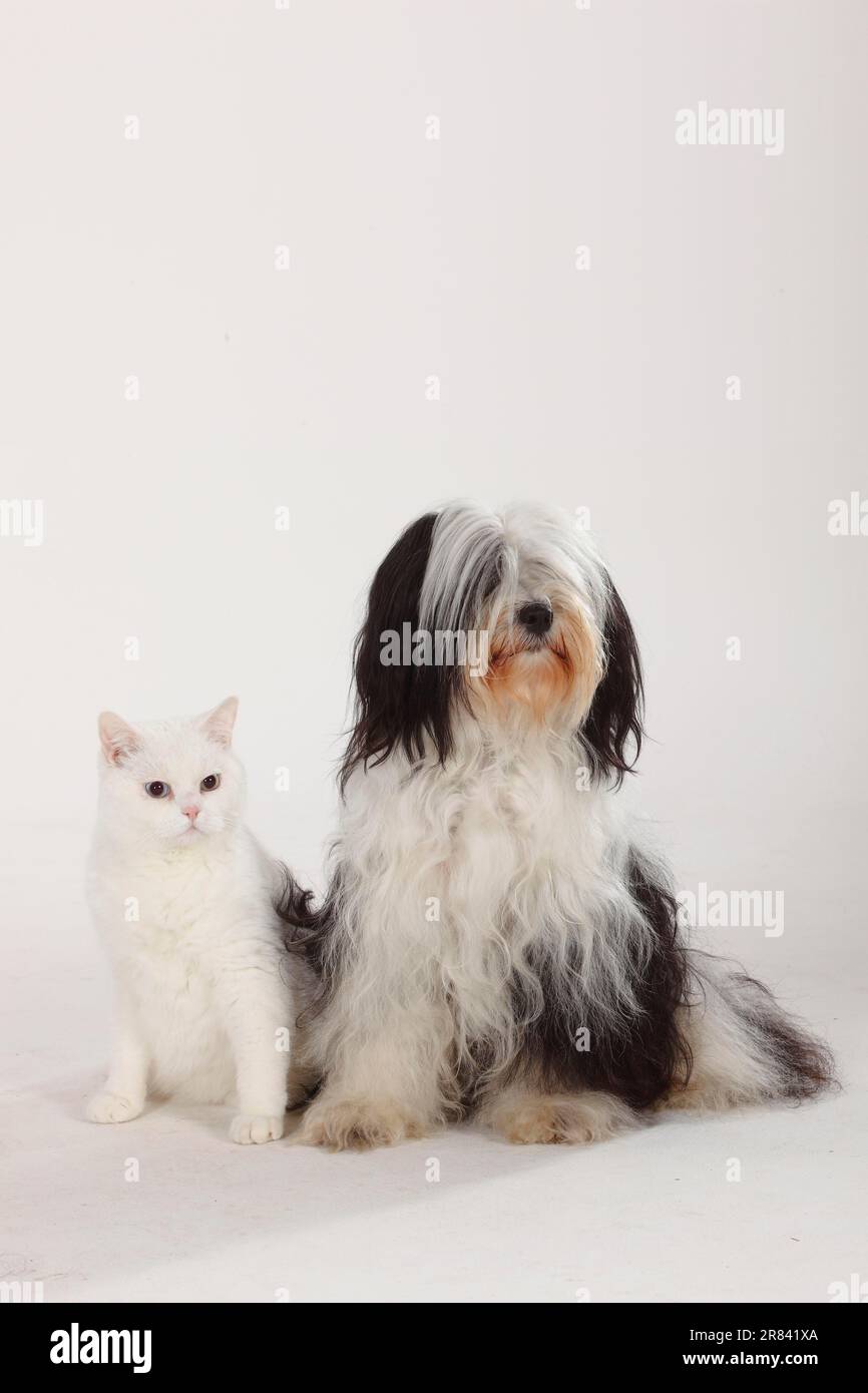 British shorthair cat male white blue eyed and Tibetan terrier