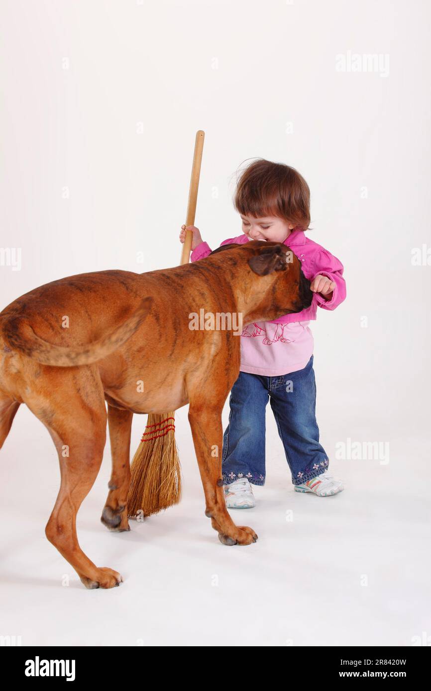 Little Girl and German Boxer, Broom Stock Photo
