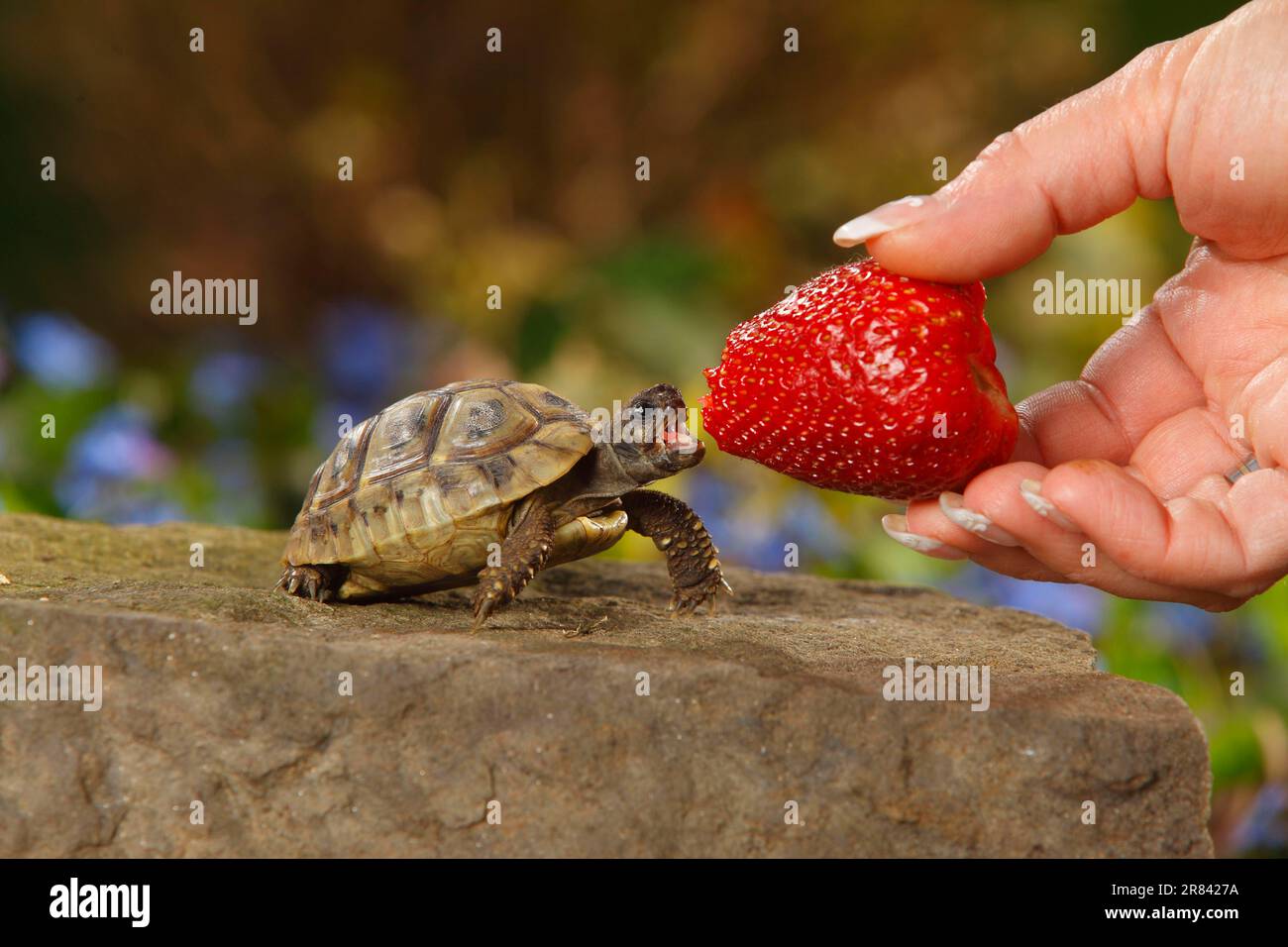 Stunning How Often To Feed A Greek Tortoise image