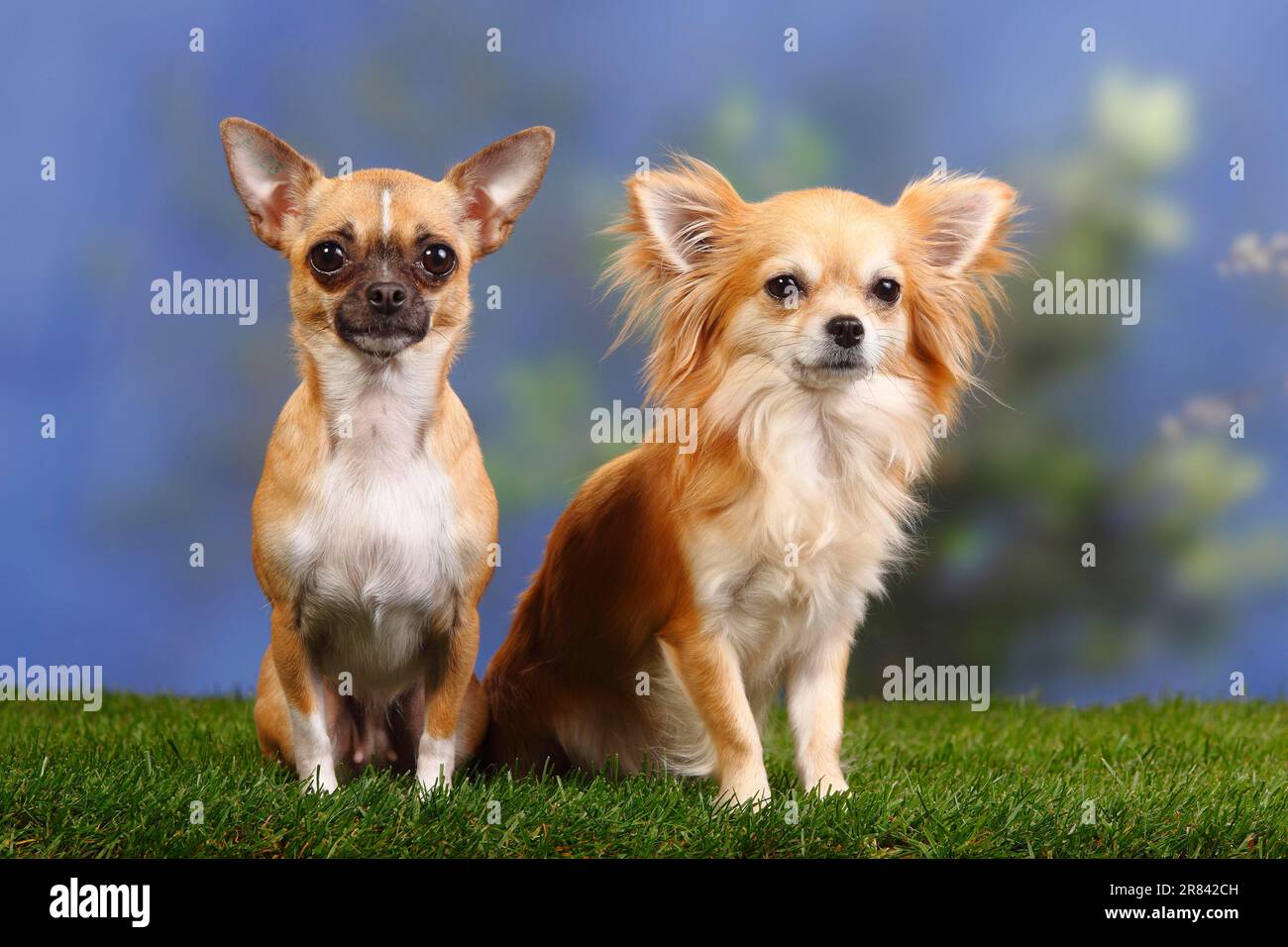Chihuahuas, shorthaired and longhaired Stock Photo Alamy