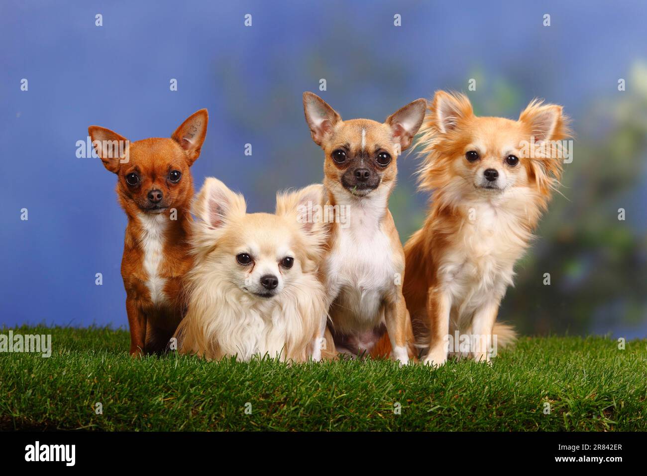 Chihuahuas, shorthaired and longhaired Stock Photo Alamy