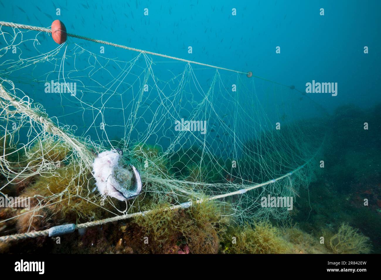 Lost fishing net floating in the sea - Stock Image - C048/8416