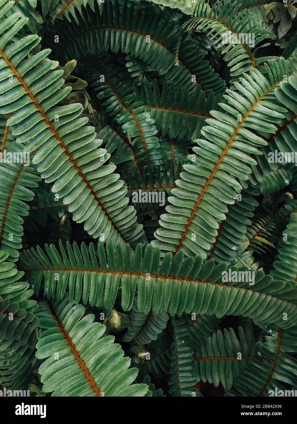 Closeup shot dense ferns hi-res stock photography and images - Alamy