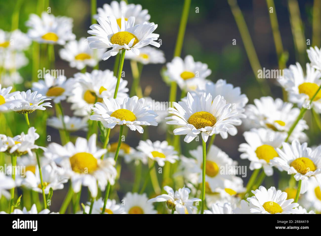 Wild daisy flowers growing on meadow, lawn, white chamomiles on green