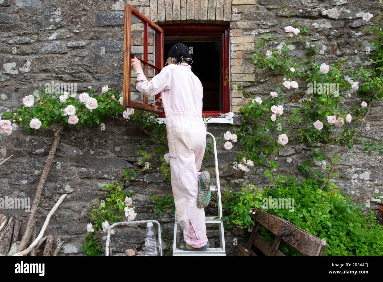 Woman rear back view painting window diy and New Dawn rose on exterior outside wall of stone cottage in Carmarthenshire Wales UK Britain  KATHY DEWITT Stock Photo