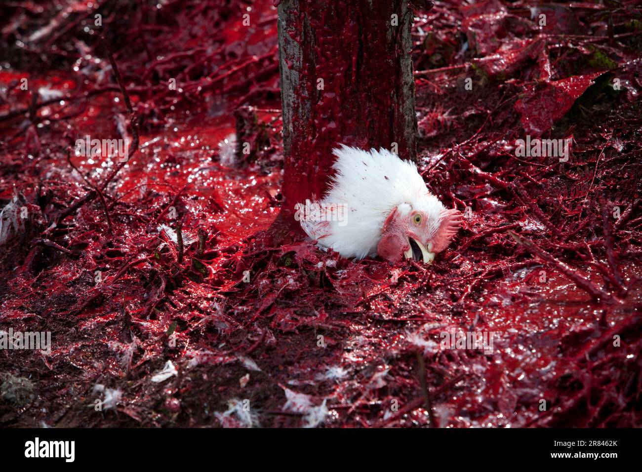 Chicken blood hires stock photography and images Alamy