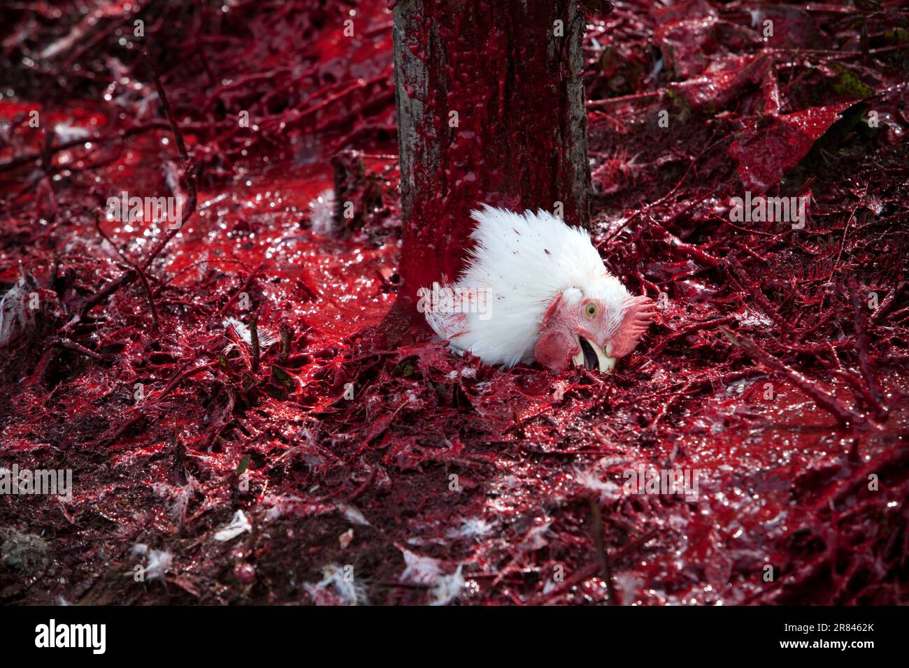 Salmon Arm, BC - The head of a chicken lies in a pool of blood at the bottom of a post during food-prep slaughter at a local farm. Stock Photo
