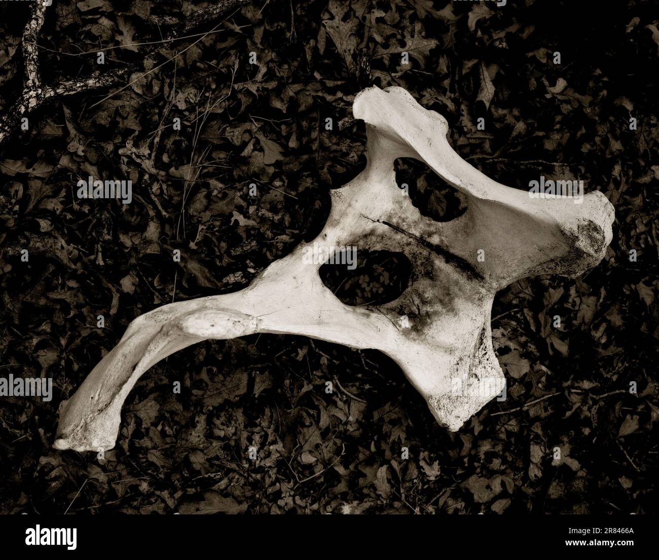 A sun bleached pelvis bone from a cow lies on a bed of fallen leaves on a ranch in Texas. The bones were scattered from coyotes savaging the land. Stock Photo