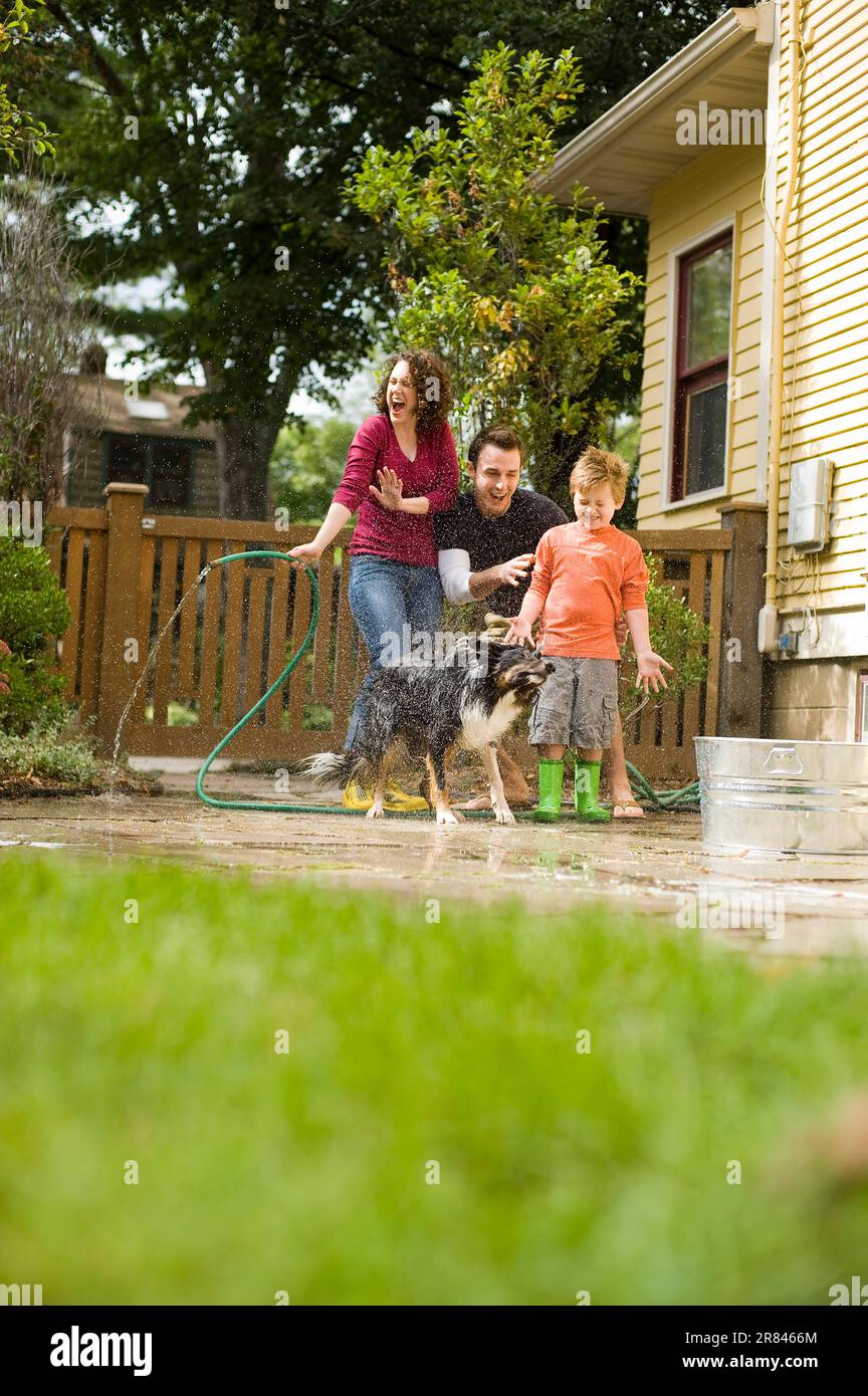 The family dog shakes off after a young family risings him off in the backyard of their house in Madison, WI. Stock Photo
