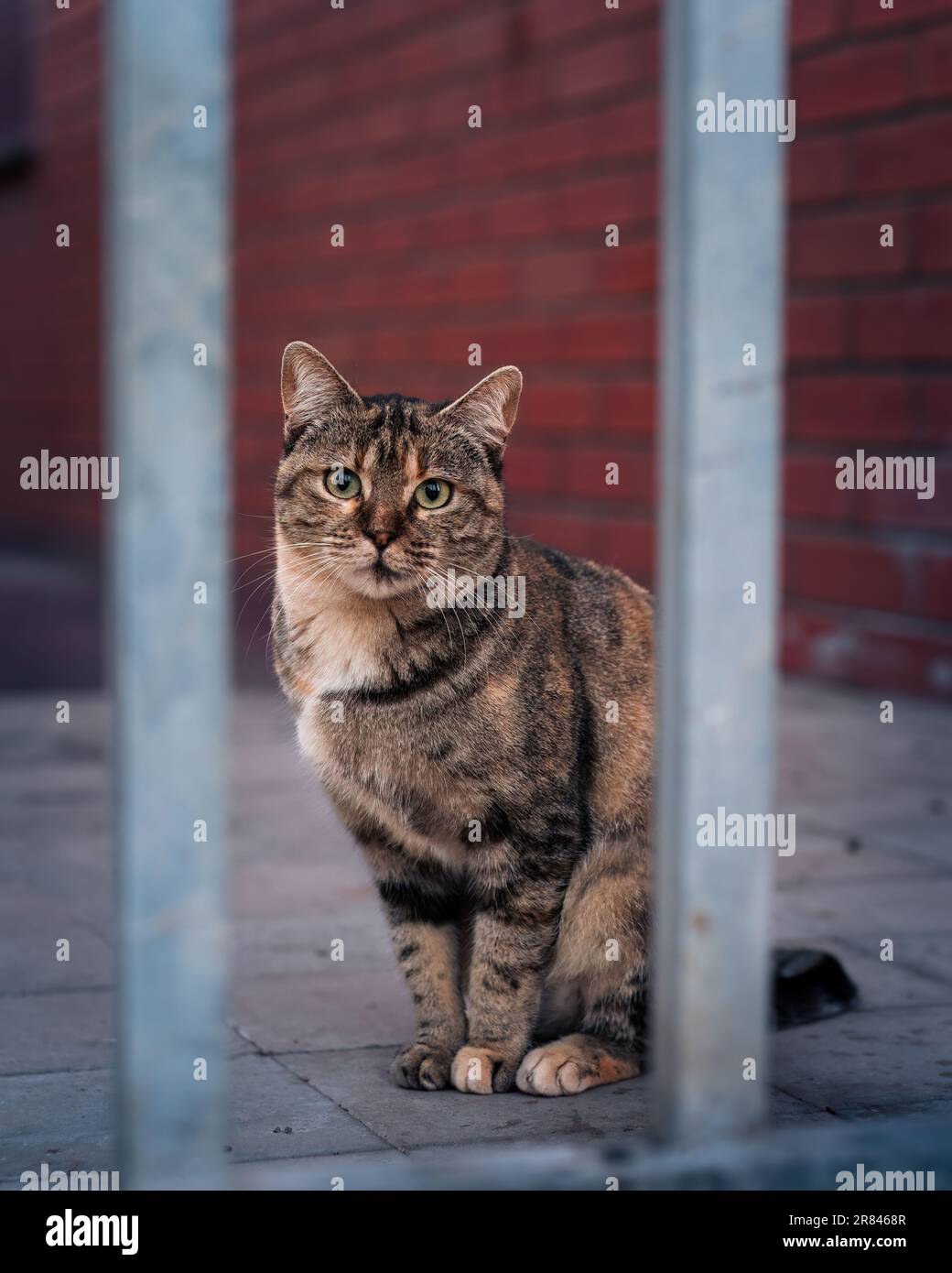 An adorable striped stray cat in a park outdoors with a blurry ...