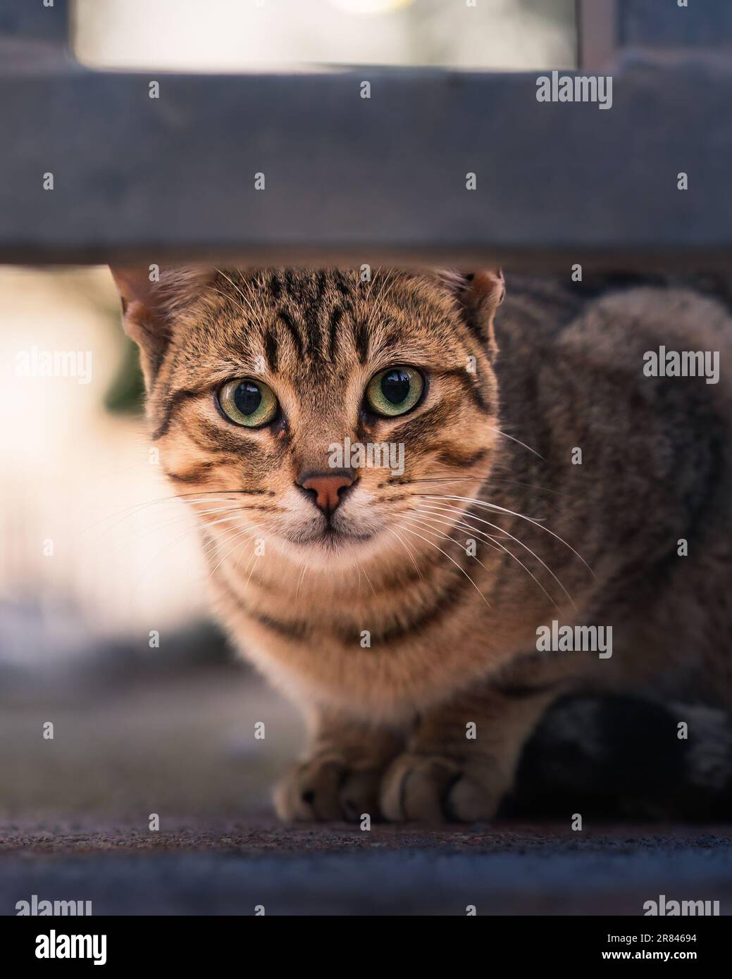 An adorable striped stray cat in a park outdoors with a blurry ...
