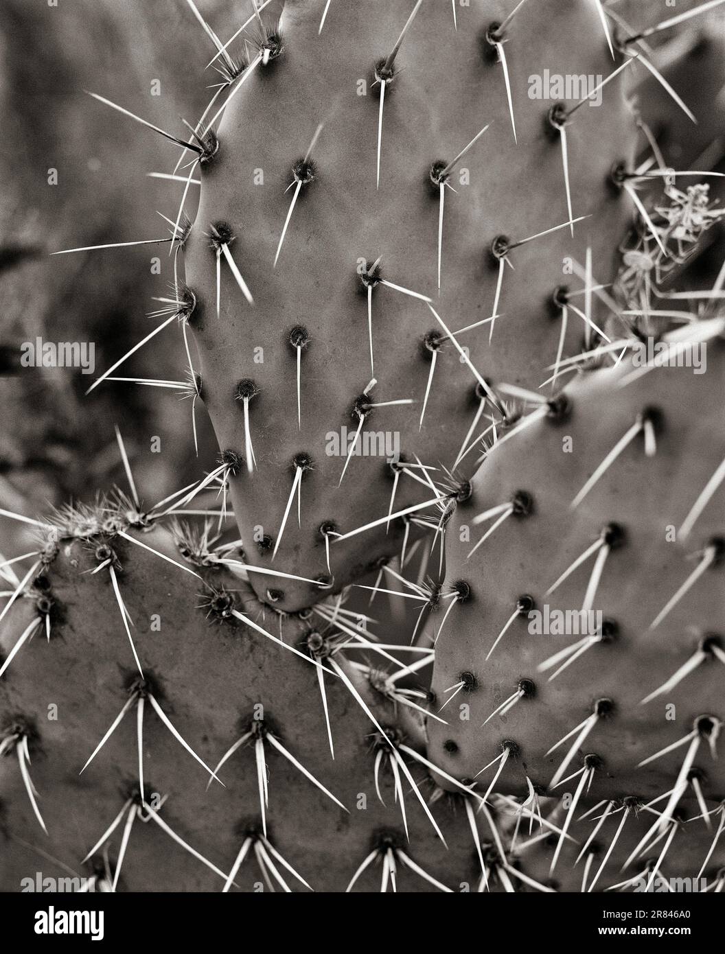 prickly pear cactus (Opuntia) is seen in a close-up and graphic vision Stock Photo