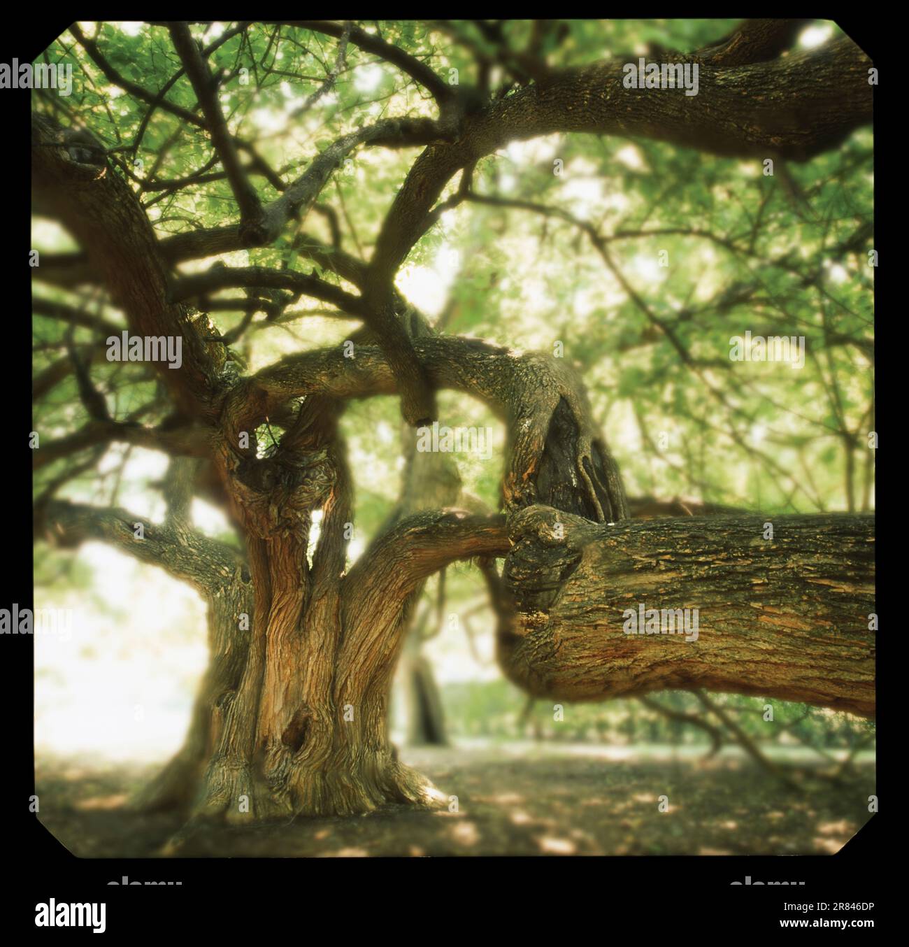 The twisted branches of the Bois d'Arc tree Stock Photo Alamy