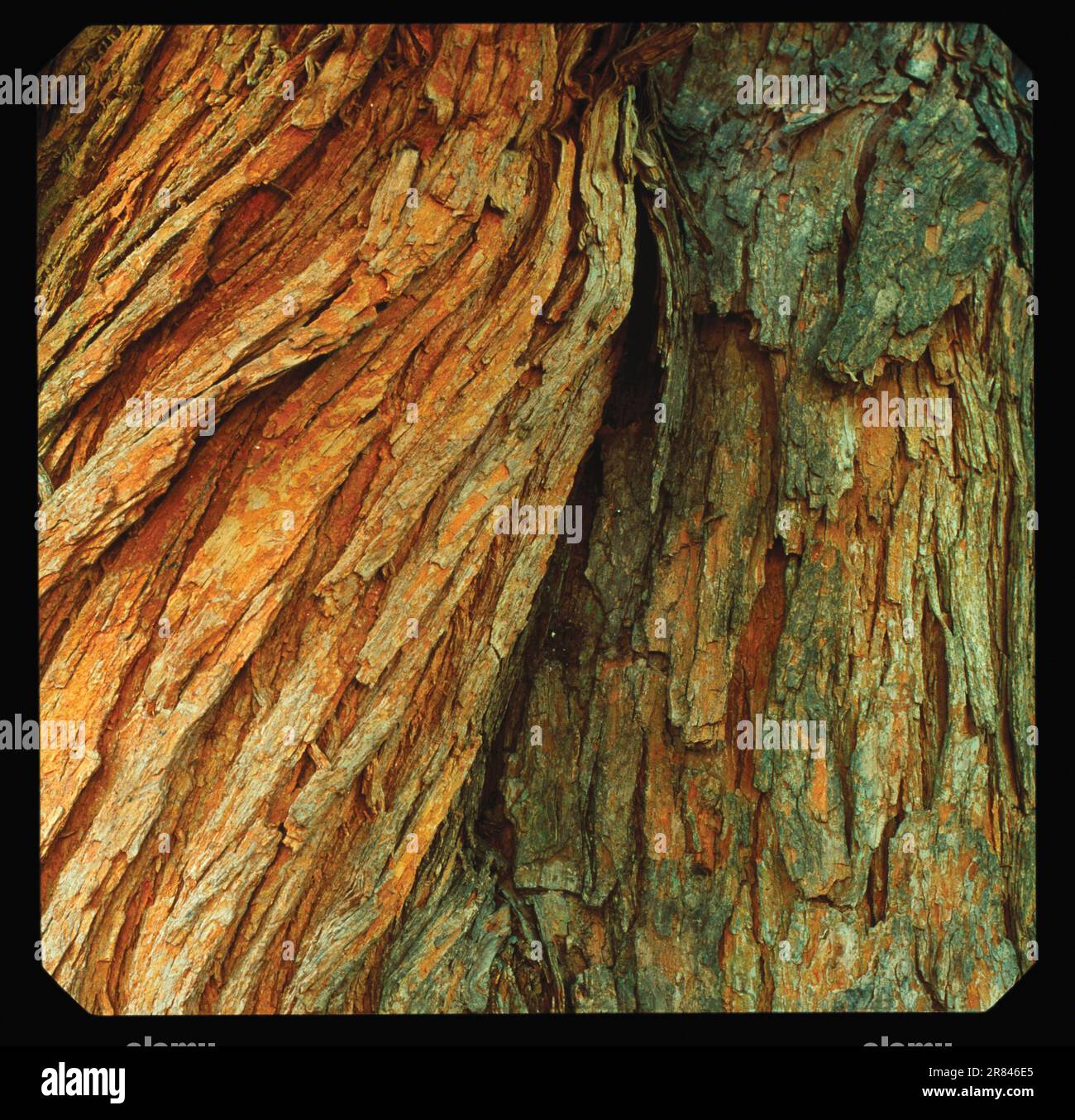 The twisted truck of the Bois d'Arc tree Stock Photo Alamy