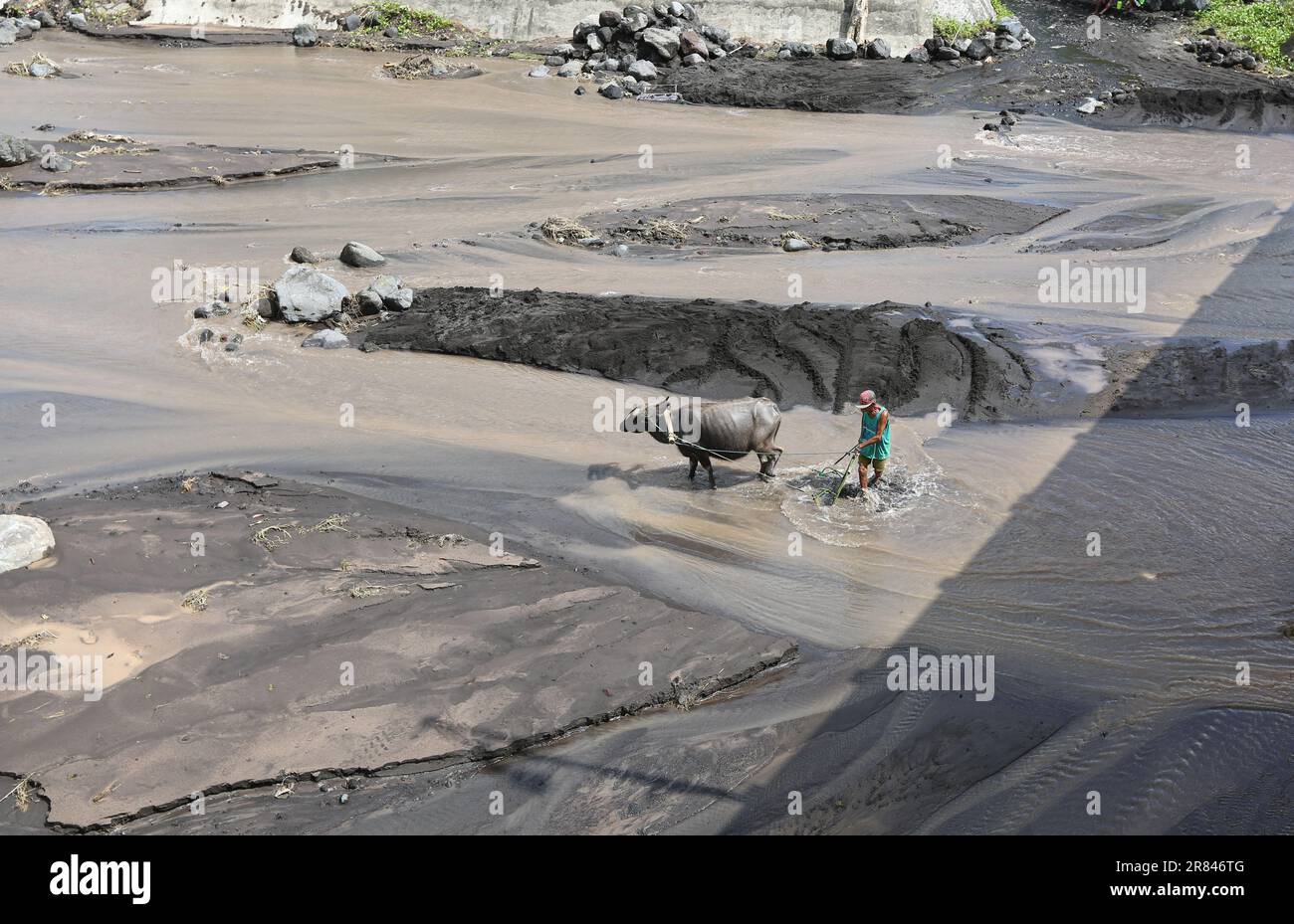Filipino man clears the river stream bed overgrown with ashes from the Mayon Volcano eruption with carabao (water buffalo), Philippines lahar ash flow Stock Photo