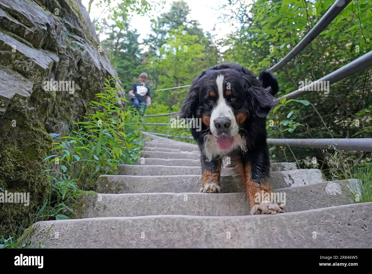 Bernese Mountain Dog going down the stairs outdoors Stock Photo Alamy