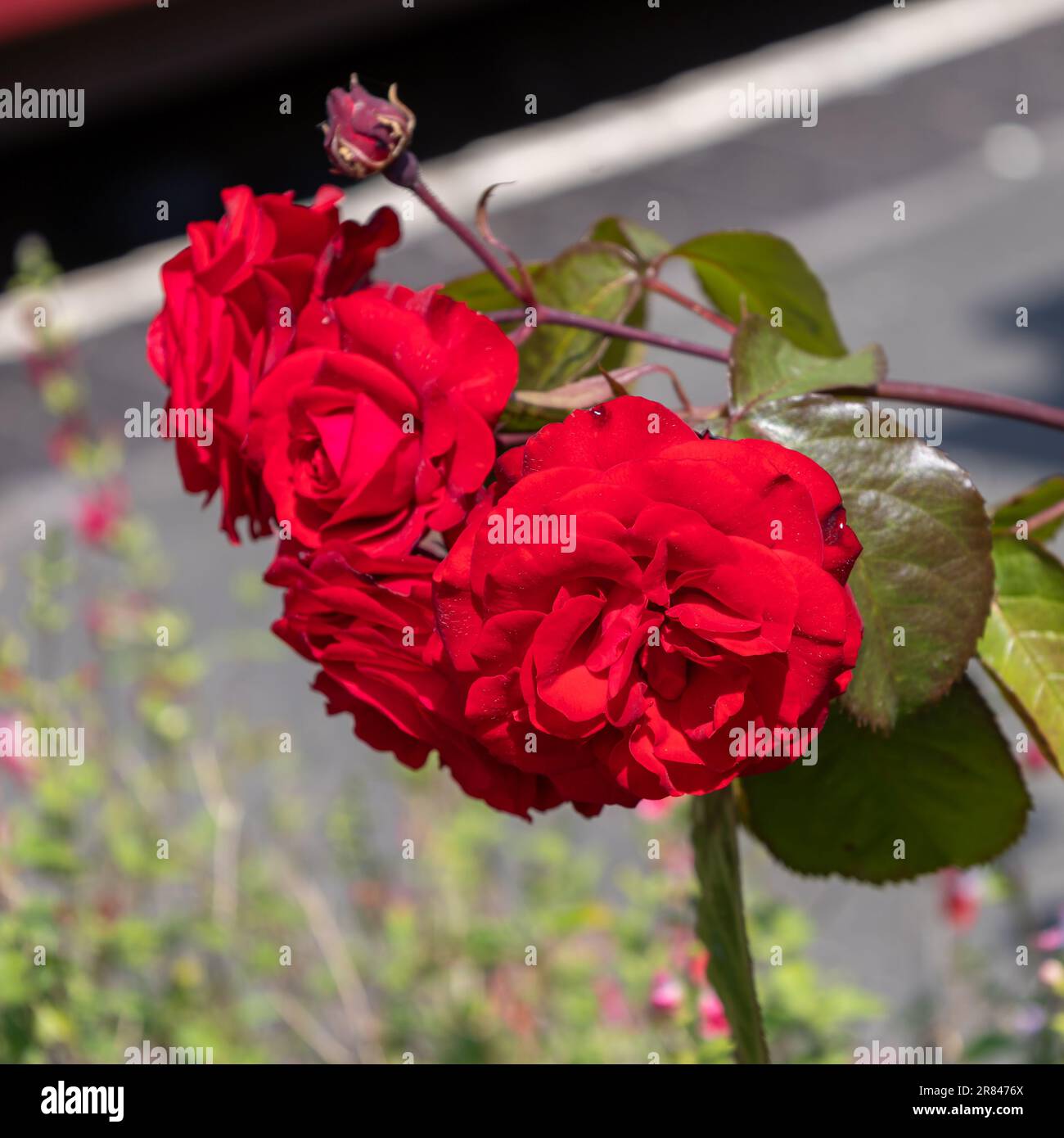 Red roses in bloom hi-res stock photography and images - Alamy