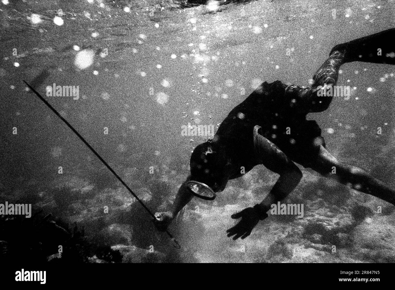 A fisherman dives for his catch of lobster, on the Miskito Coast, Honduras. Stock Photo