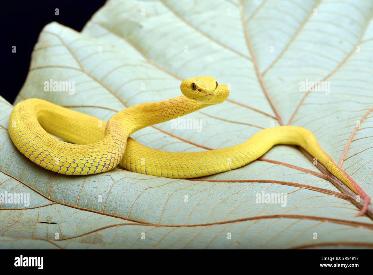Yellow pit viper on a leaves Stock Photo
