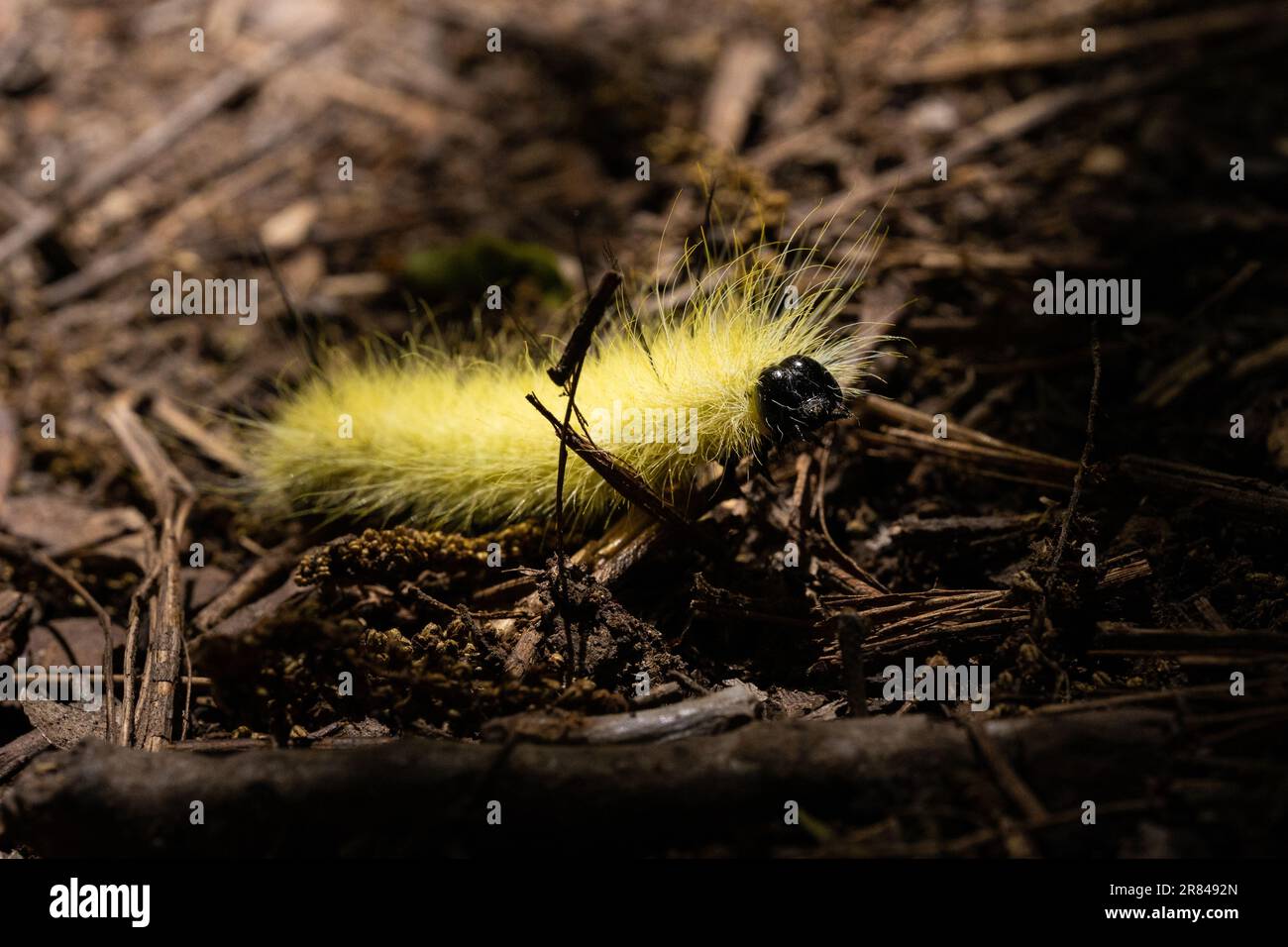 Yellow American Dagger Moth Caterpillar Stock Photo Alamy