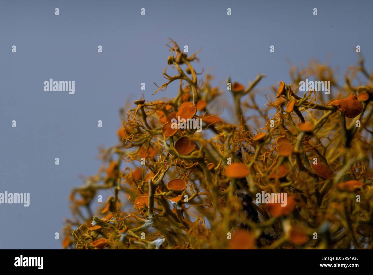 Close up of Slender Orange Bush Lichen Stock Photo