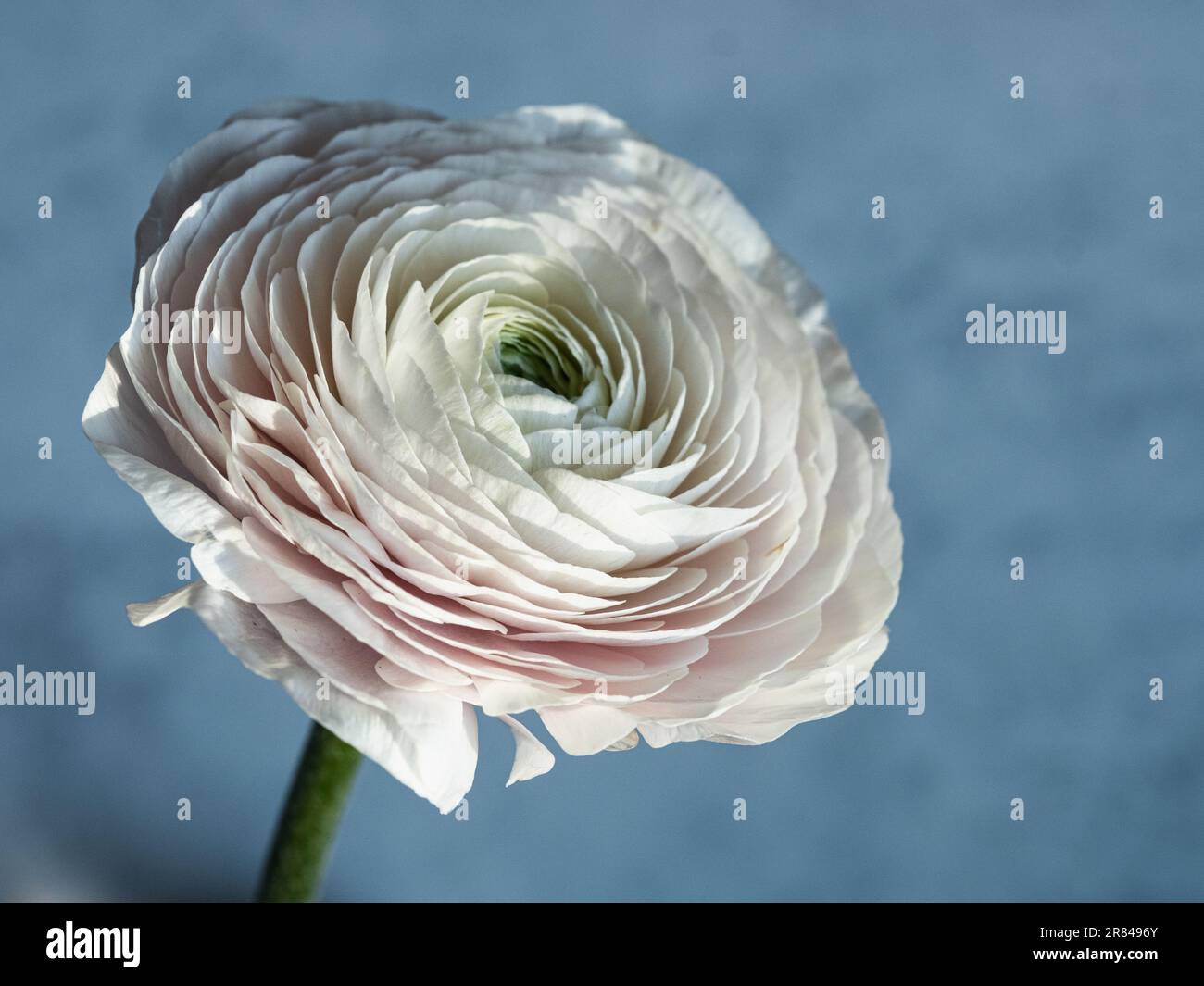 Pink Ranunculus Blue Pale pink ranunculus hi-res stock photography and images - Alamy