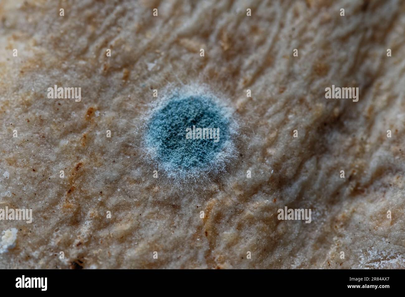 fuzzy parts of mold you see on bread are colonies of spores Stock Photo