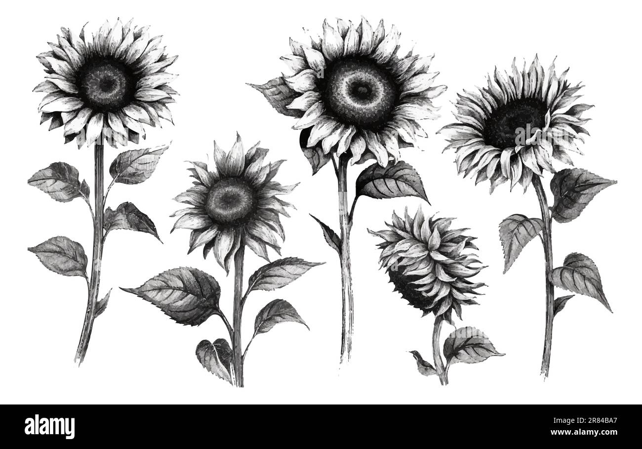 set vector illustration autumn sunflower black and white coloring book ...