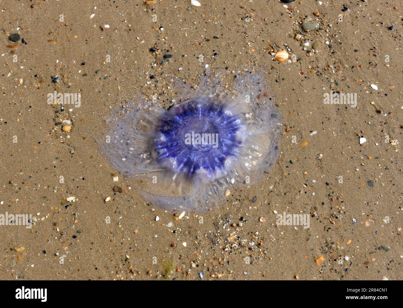 Blue Jellyfish on beach in Anglesey, Wales, Uk Stock Photo