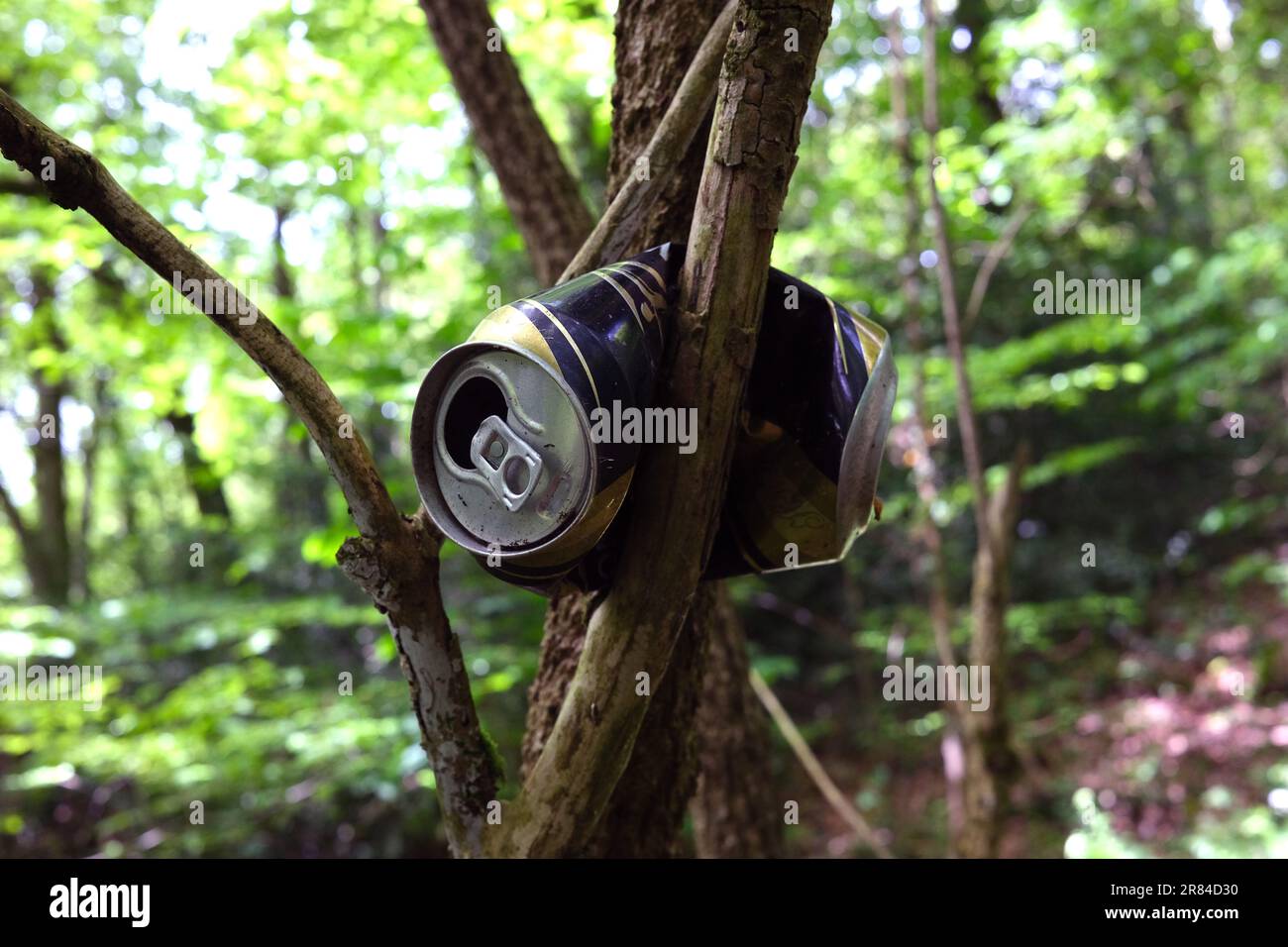 Litter aluminium can left in woodland tree England, Uk Stock Photo